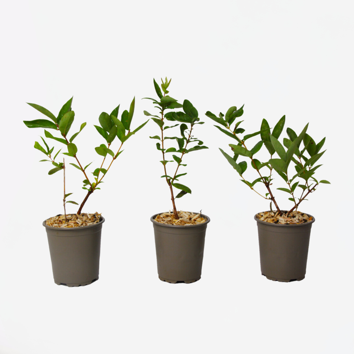 Oasis of Life – Engroshandel Ægte plante – Gedeblad – 3 planter – Lonicera Kamtschatica – Honningbærbusk med spiselige frugter – Sød & vitaminrig – Selvbestøvende – Til have & terrasse – Højde 25–40 cm – Ø9 cm0