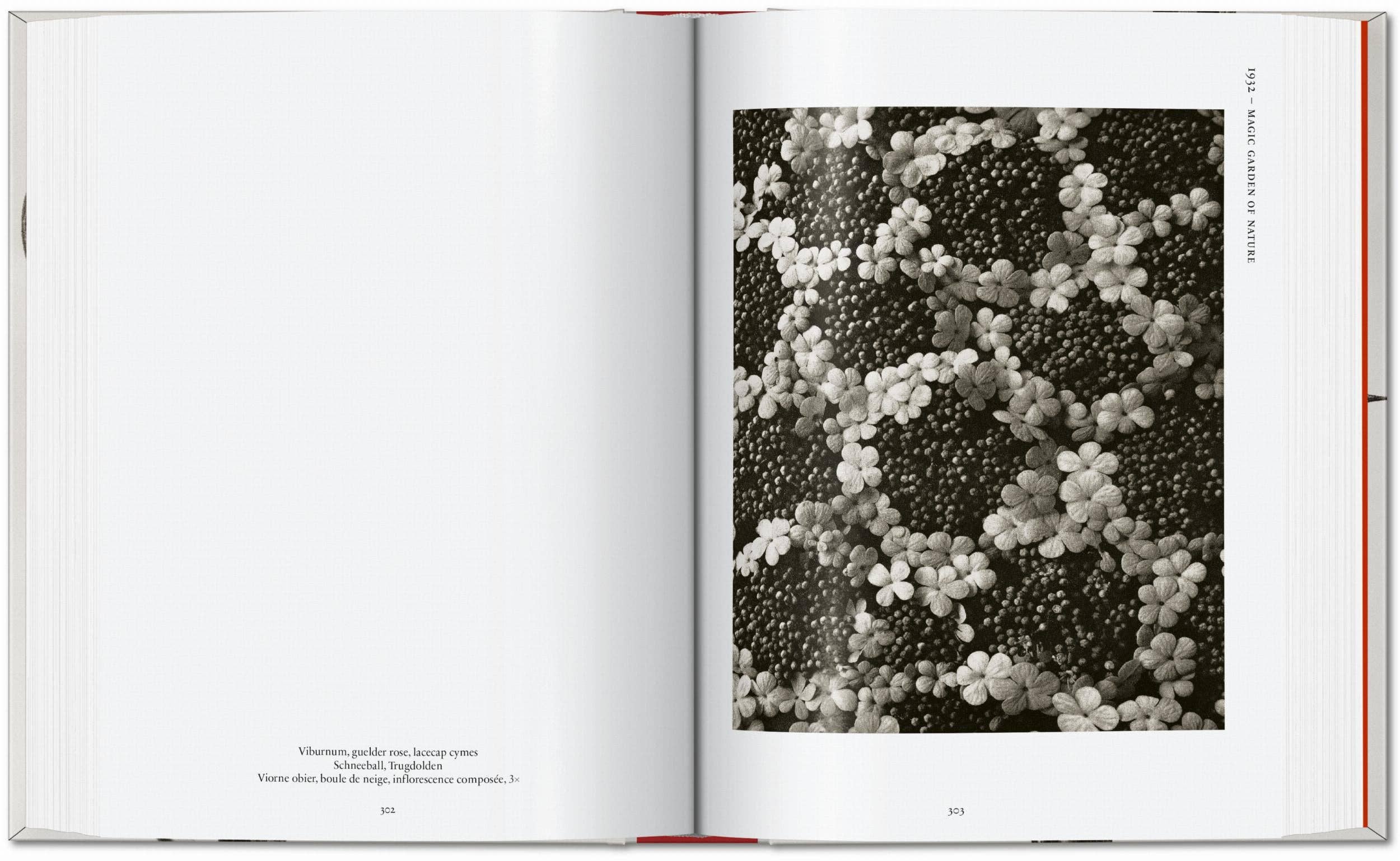 TASCHEN Europe - Wholesale Display Book - Karl Blossfeldt. The Complete Published Work. 45th Ed. (German, French, English)7