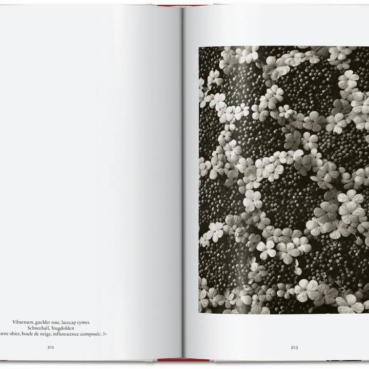 TASCHEN Europe - Wholesale Display Book - Karl Blossfeldt. The Complete Published Work. 45th Ed. (German, French, English)7