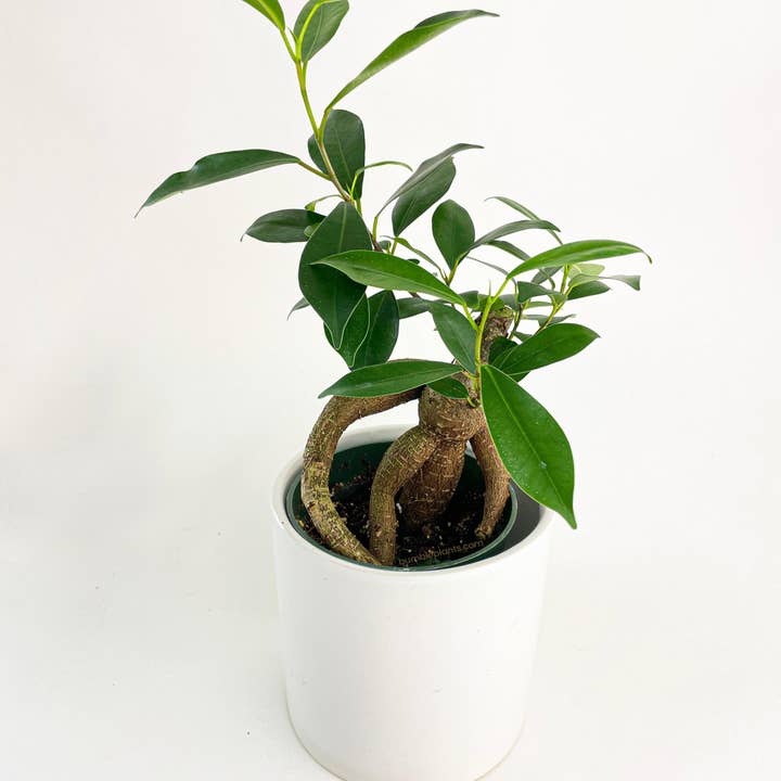 Bumble Plants - Wholesale Live Plant - Ficus Microcarpa 'Moclame' Mini Bonsai Tree3