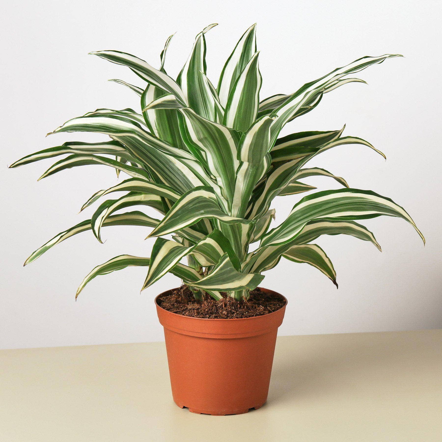 House Plant Wholesale - Wholesale Live Plant - Dracaena Warneckii 'White Jewel'2
