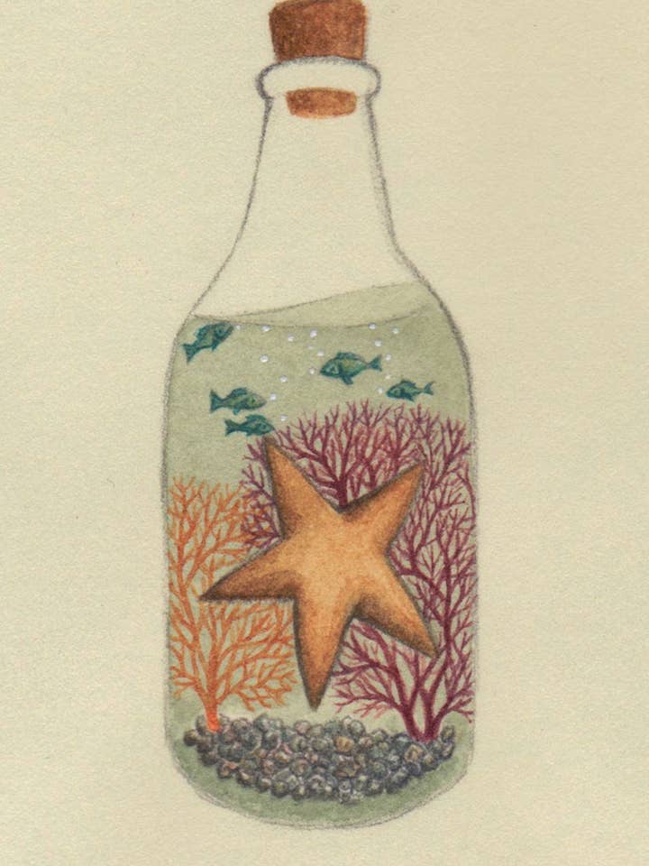 The Starfish Fine Art Print for wholesale by Little Bear Illustration