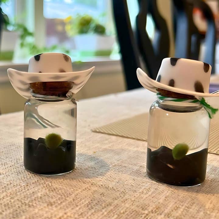 Tiny Marimo Moss Ball Terrarium with Obsidian Gemstones for wholesale by Moss Amigos | Moss Ball Terrariums