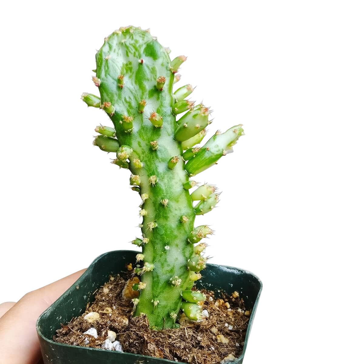 Variegated Joseph's Coat Cactus