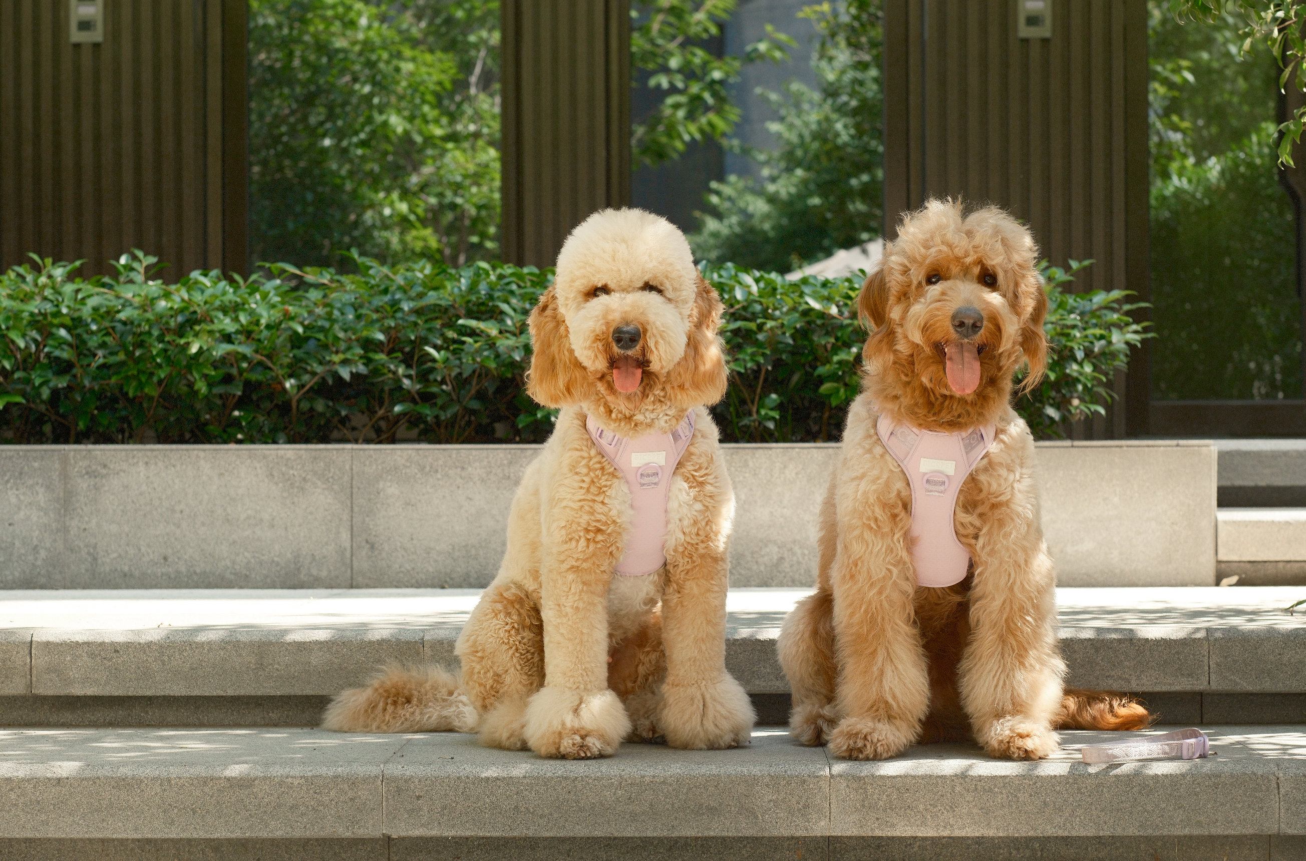 PEHOM - Wholesale Tuig voor huisdieren - Hond - PEHOM Geen-trek hondenharnas – mintgroen en paars7