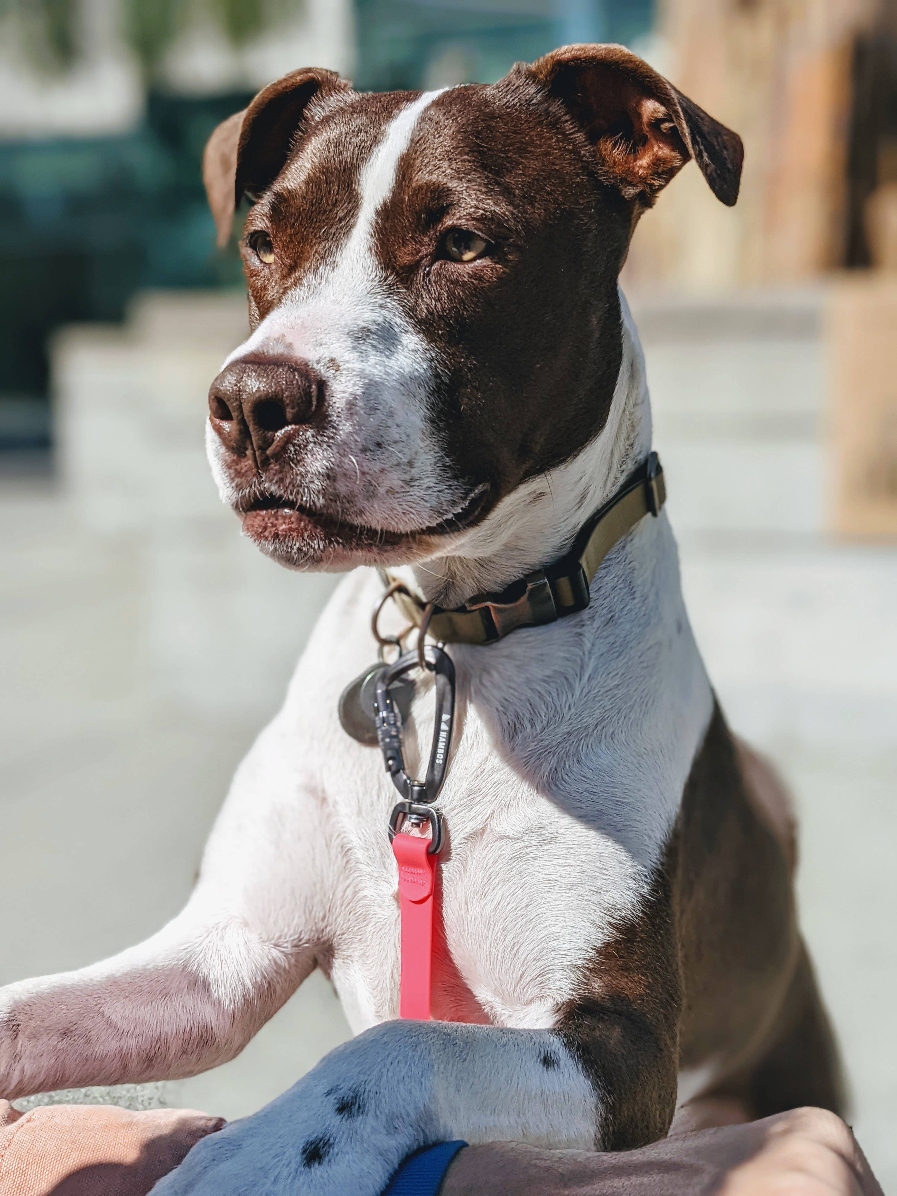 Hambos Pups - Wholesale Pet Leash - Dog - Dry Four Leash3