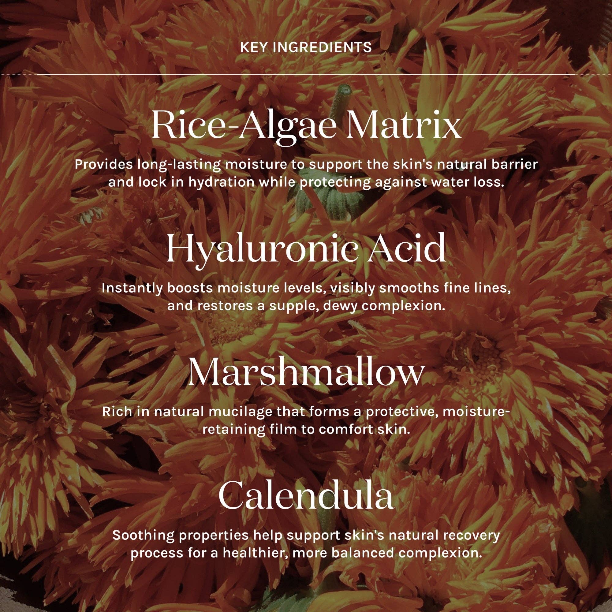 Kari Gran - Vente Crème hydratante pour le visage - Lait Hydratant Profond2