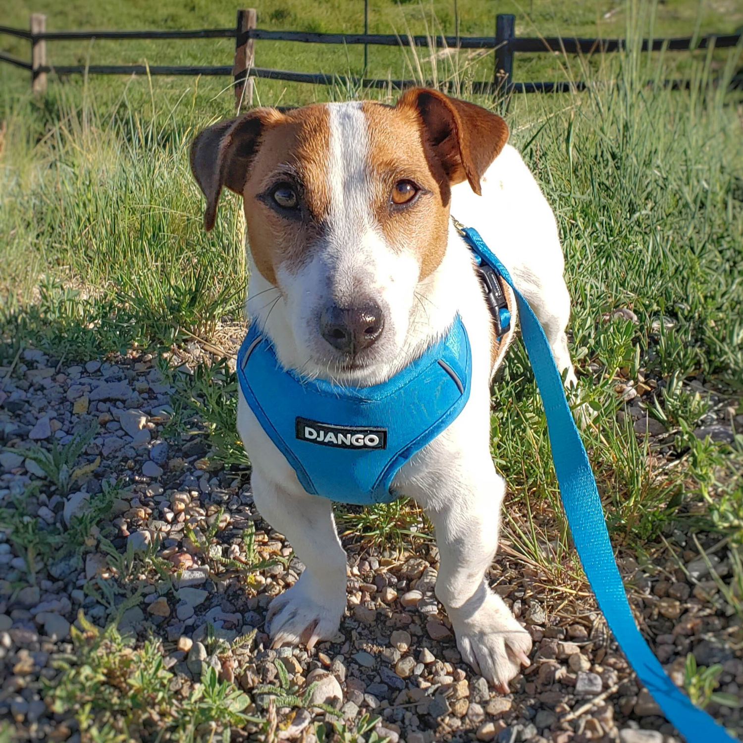 DJANGO - Wholesale Pet Leash - Dog - Adventure Dog Leash - Pacific Blue1