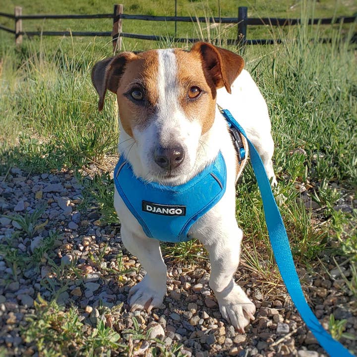 DJANGO - Wholesale Pet Leash - Dog - Adventure Dog Leash - Pacific Blue1