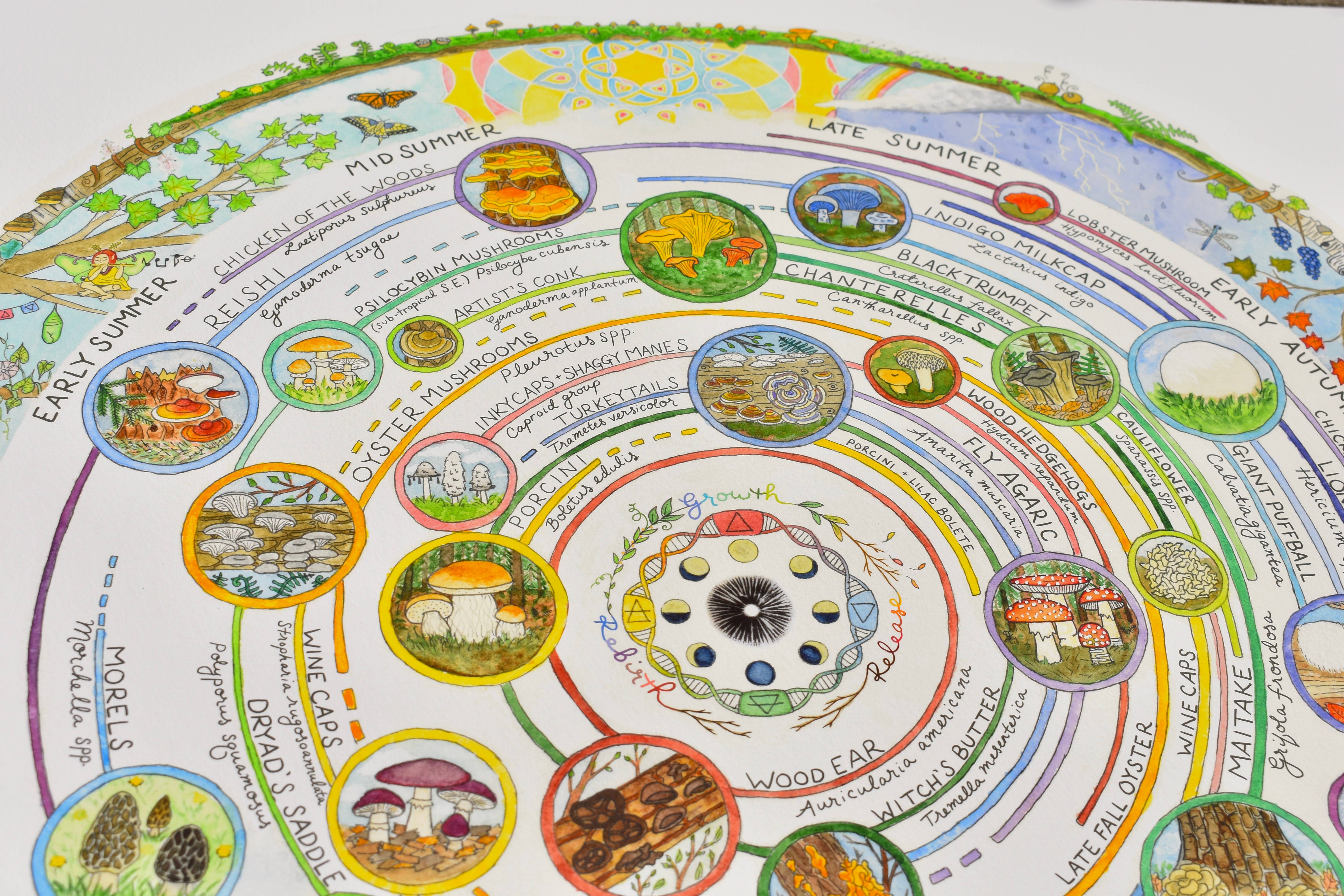 Heart of the Earth Arts - Vente Calendrier - Calendrier de cueillette de champignons | Guide des champignons comestibles et médicinaux8