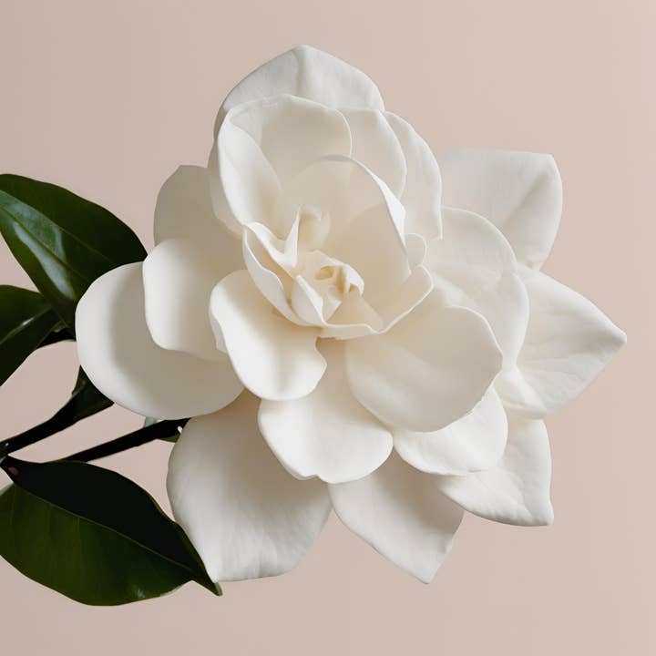 Gardenia for engroshandel hos Note Suave