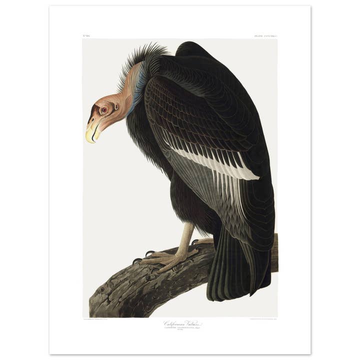Maison de Paloma - Wholesale Art Print - Californian vulture21