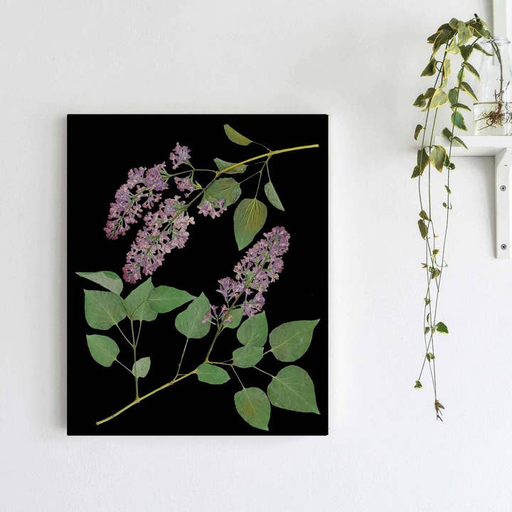 Imprimé lilas sur fond noir pour la vente par Little Green Herbaria