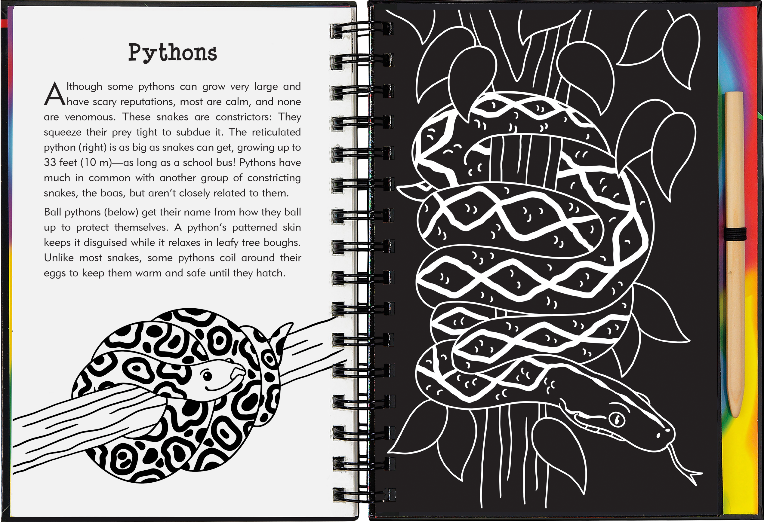Peter Pauper Press - Wholesale Sketchbook/Sketchpad - Reptiles & Amphibians Scratch and Sketch2