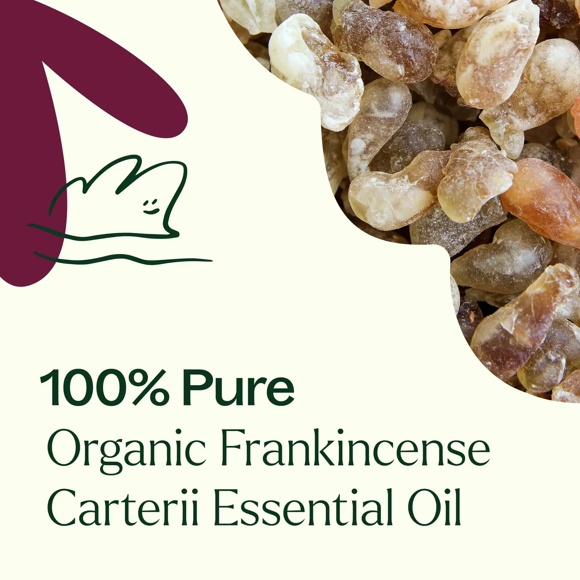 Plant Therapy - Wholesale Essential Oil - Organic Frankincense Carterii Essential Oil 10 mL7
