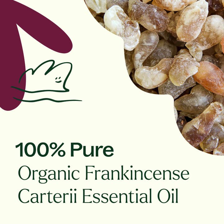 Plant Therapy - Wholesale Essential Oil - Organic Frankincense Carterii Essential Oil 10 mL7