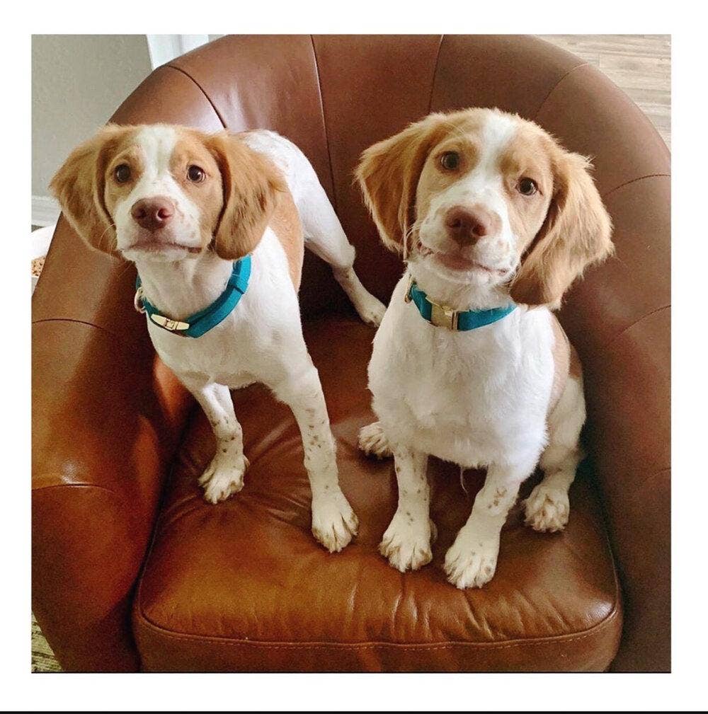 Pink Papyrus | Premium, Durable, & Stylish Dog Products - Wholesale Pet Collar - Dog - Hayden Dog Collar | Teal Dog Collar | Dog Collar8