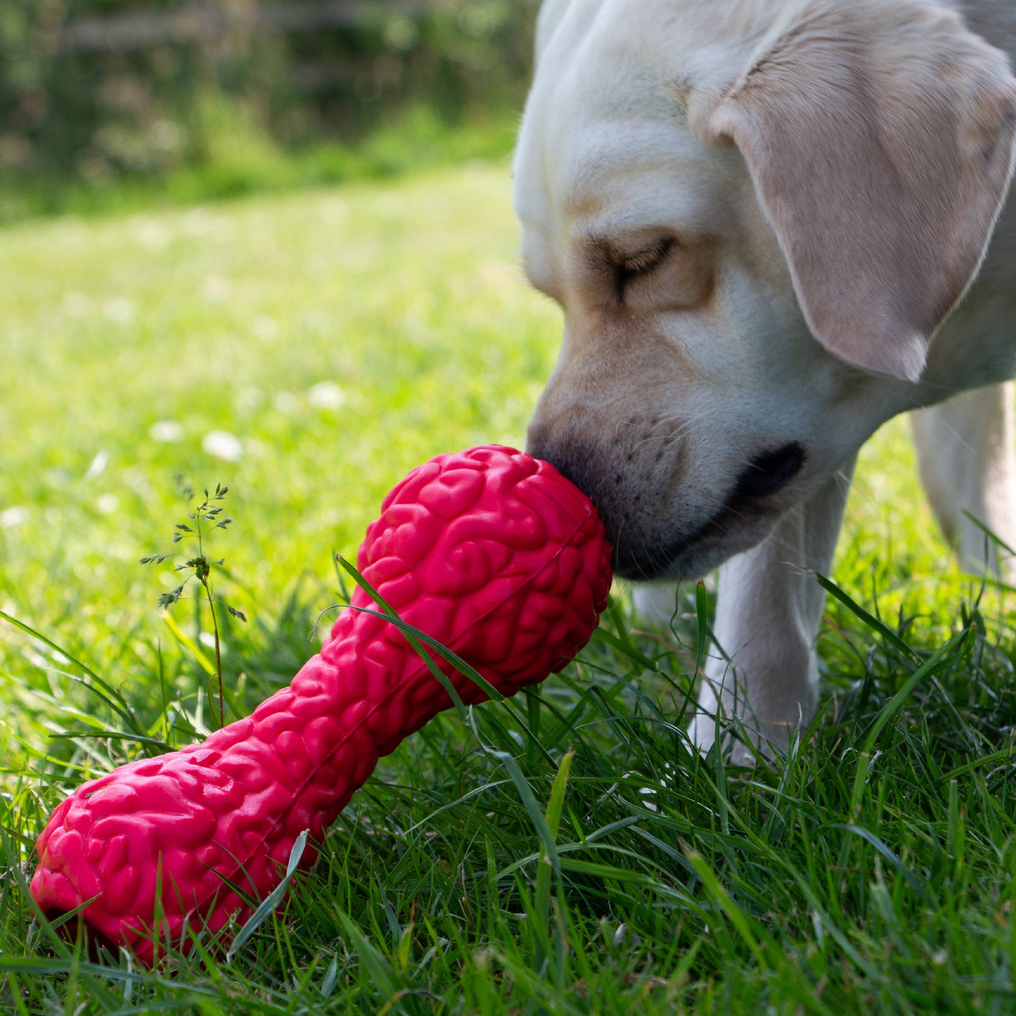 Ancol Pet Products Ltd - Wholesale Speeltje - Hond - ÖRVA Tuff Stuff Brain Treat Dumbell2