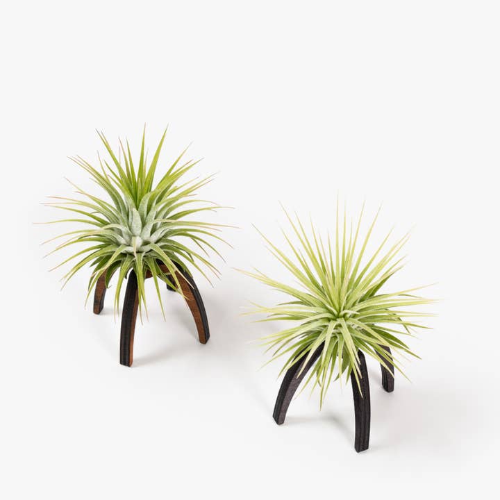 BOREEN Shop - Wholesale Live Plant - Tillandsia air plant with Essi wooden support7