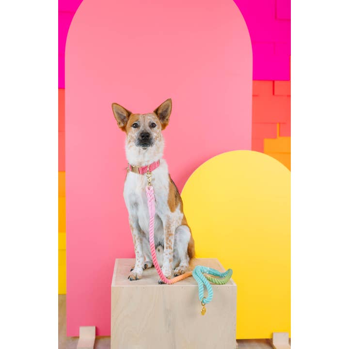 Pink Papyrus | Premium, Durable, & Stylish Dog Products - Wholesale Pet collar – Dog - Ella Dog Collar | Pink Dog Collar | Dog Collar3