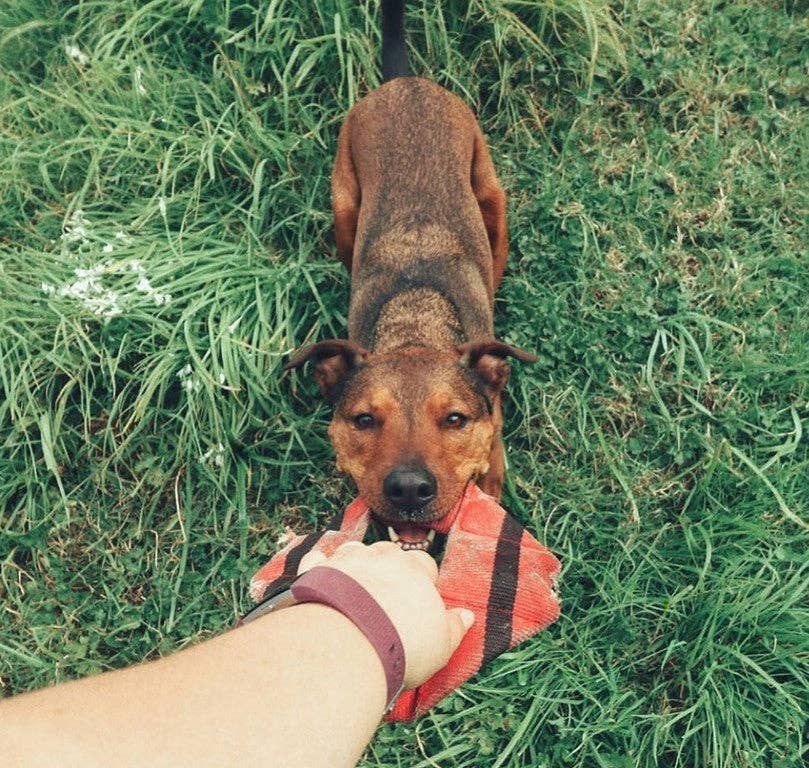 Katie's Bumpers - Wholesale Pet Fetch Ball - Dog - Best KB Frequent Flyer Mini Square Dog Fetch Toy9