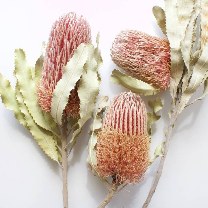 Natural Banksia - Menziesii for wholesale on Faire