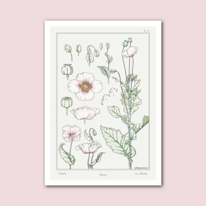 Imprimé botanique vintage Poppy Verneuil pour la vente par Holland Road Prints