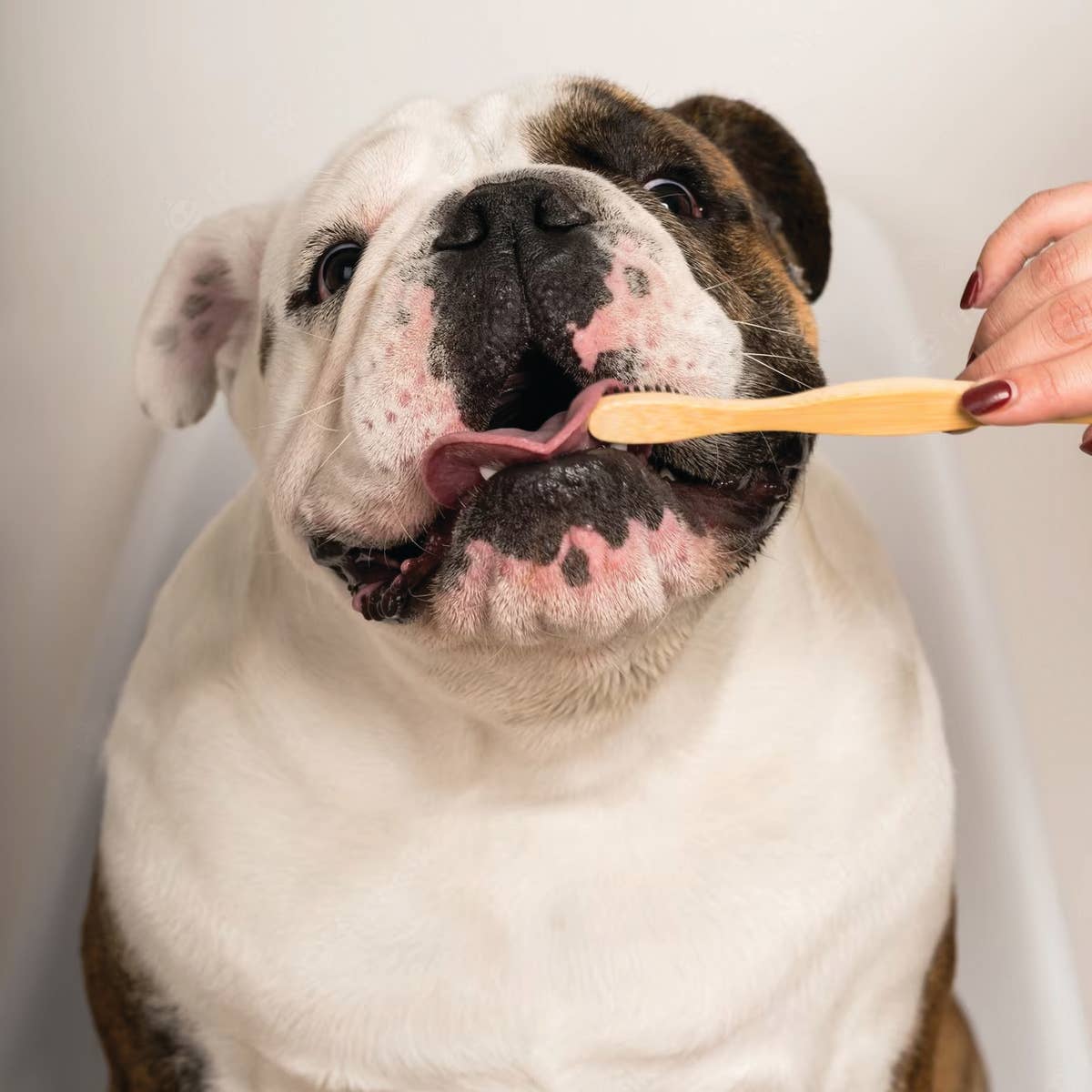 Cordoba Farms - Wholesale Pet Grooming Set - Dog - Bamboo Toothbrush1