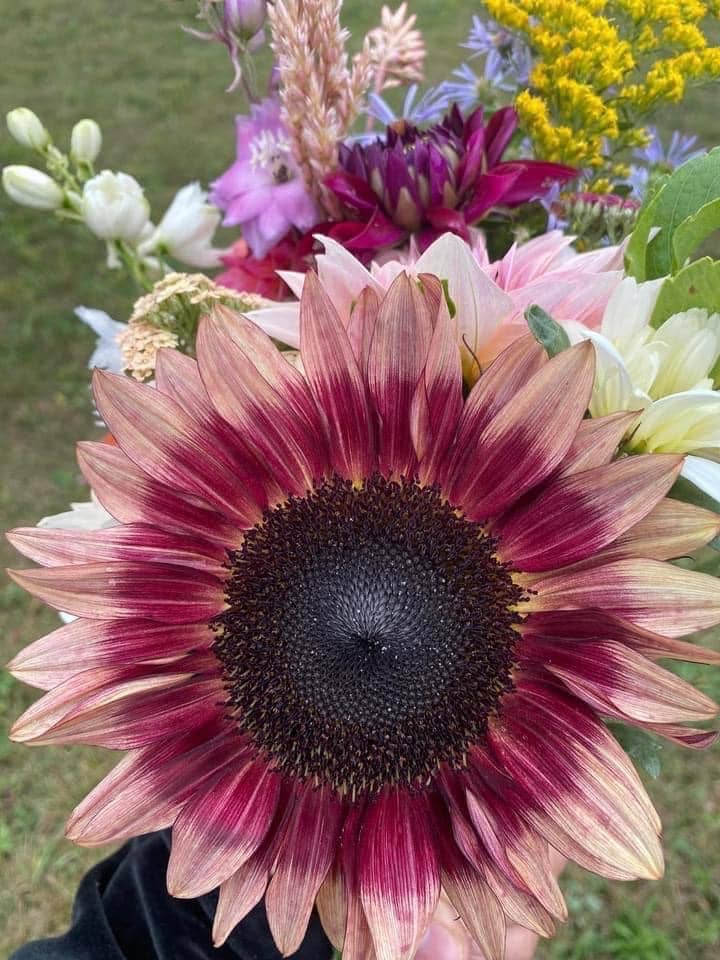 L’atelier secret du rang 4 - Vente Graines de plantes - Jardin en sachet1