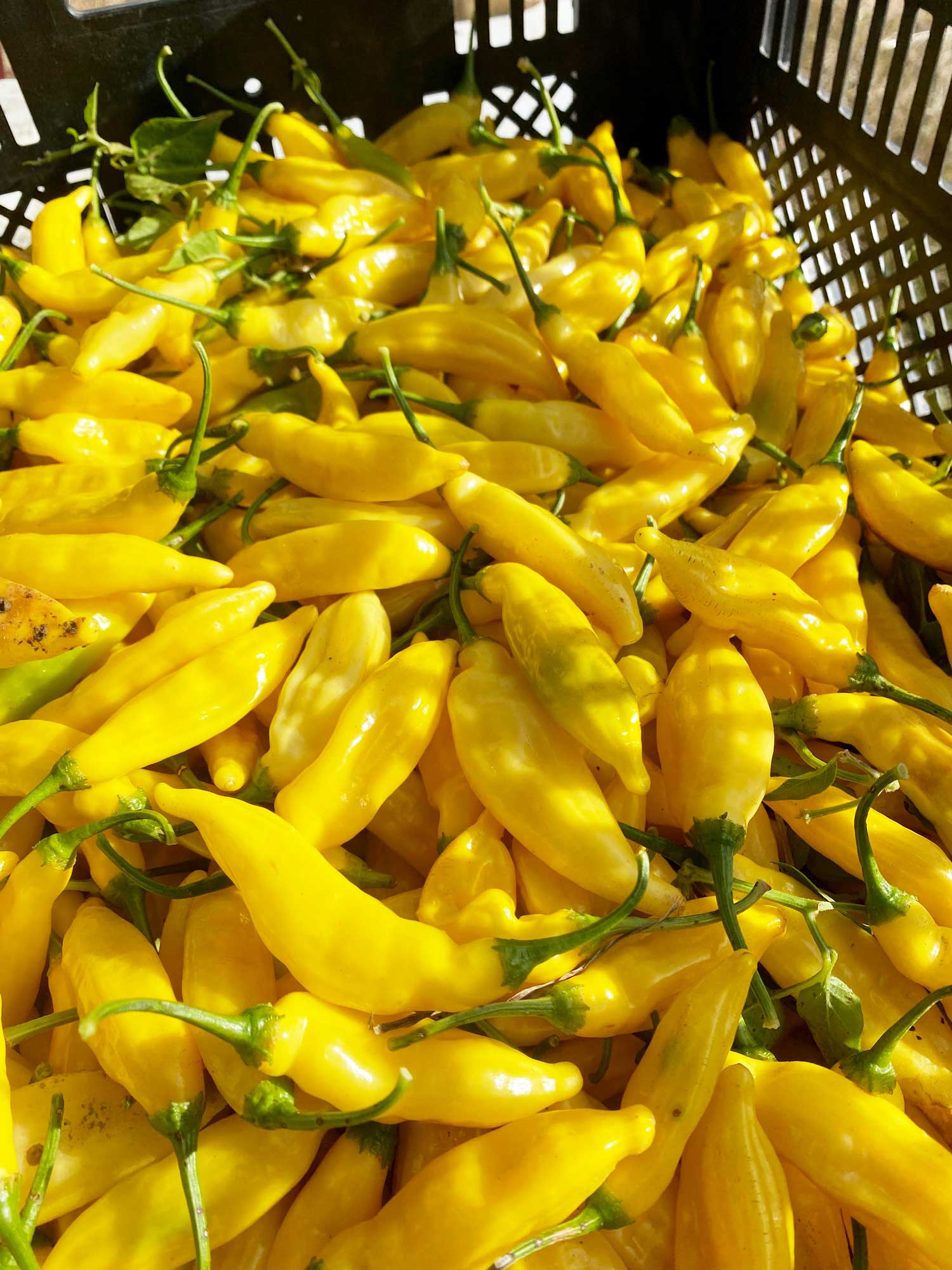 Springs Fireplace - Wholesale Hot Sauce - Aji Peach4