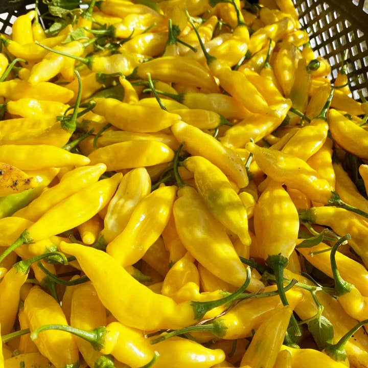 Springs Fireplace - Wholesale Hot Sauce - Aji Peach4