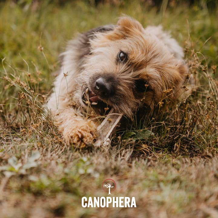 CANOPHERA GmbH - Wholesale Pet Chew Toy - Dog - Dog Chew Made Of Red Deer Antler Splits.4