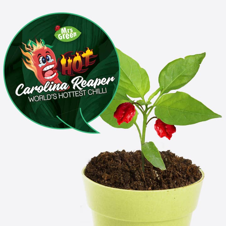 Heebie Jeebies - Wholesale Plant Seeds - Carolina Reaper Plant Growing Kit