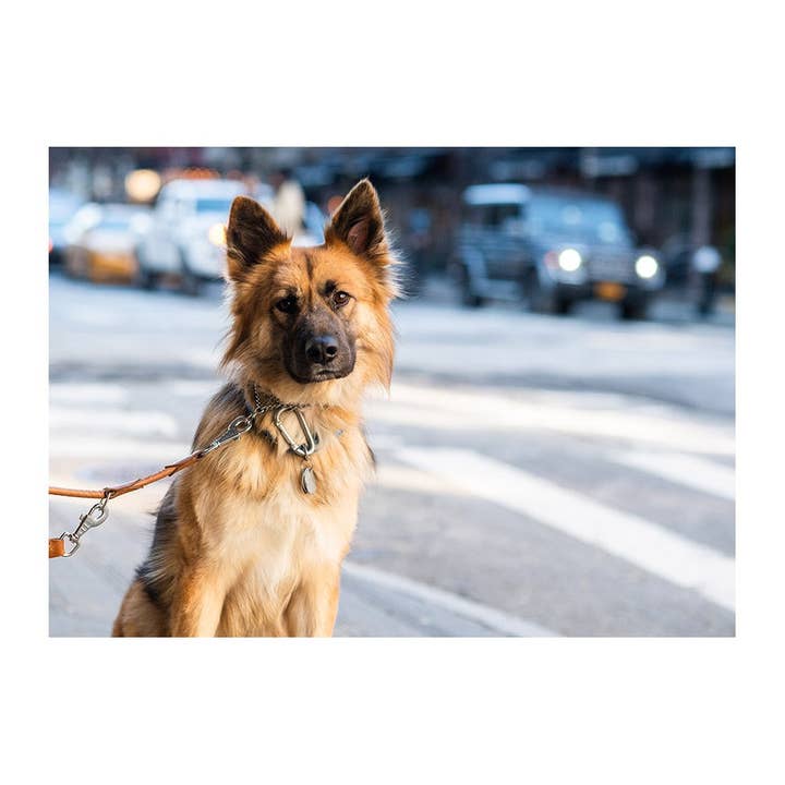 Gatsby The German Shepherd Mix Carte de vœux pour la vente par The Dogist