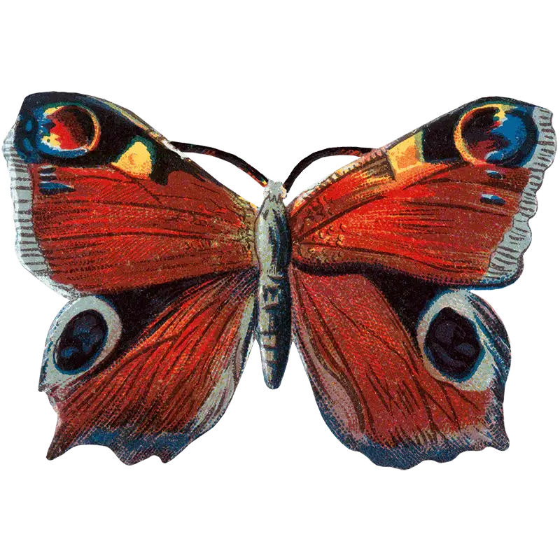 Laughing Elephant – Großhandel Aufkleber – Butterfly Box — Stickerbox für den täglichen Gebrauch4