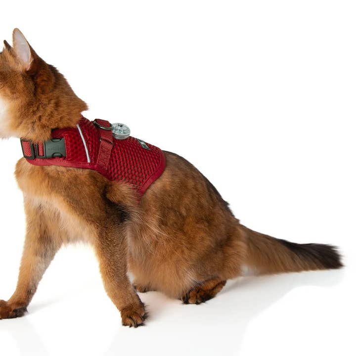 Sleepypod – Arnês – Gato por atacado – Coleira Peitoral Calmante com Martingale para Gato - Arnês para Passeio (Kit)1