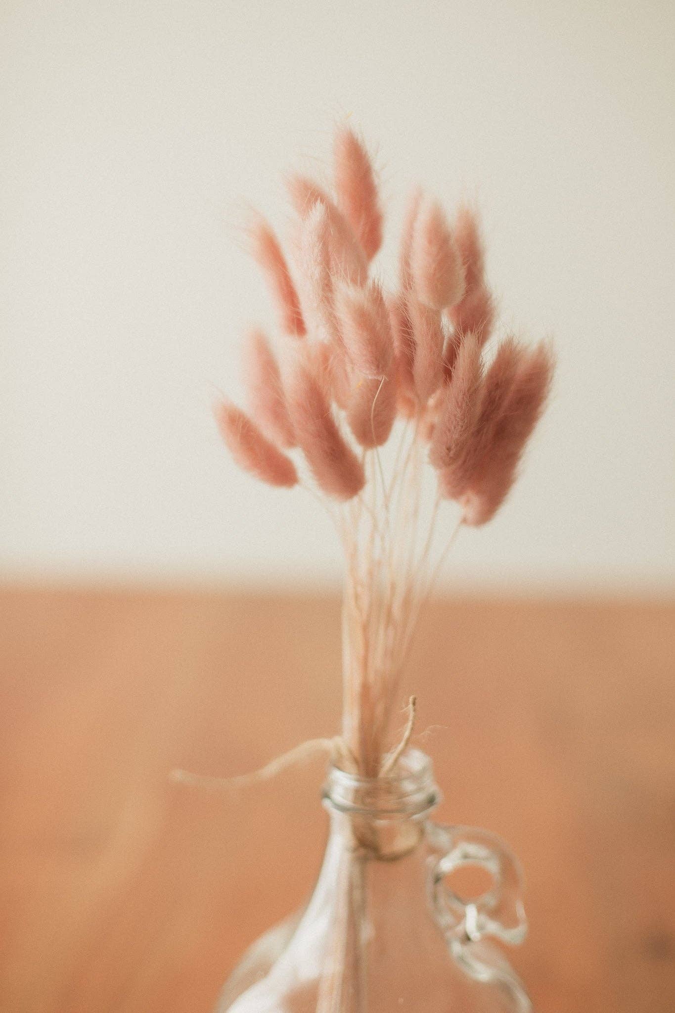 Eucalypt Co. - Venta al por mayor Flores secas/prensadas - Colas de conejo preservadas6