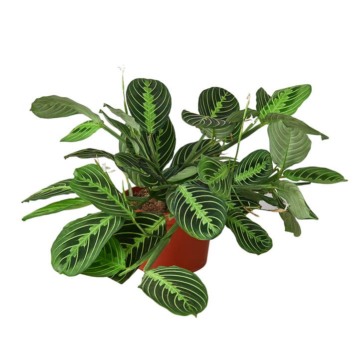 MARANTA LEMON LIME 6-inch for wholesale by House Plant Wholesale