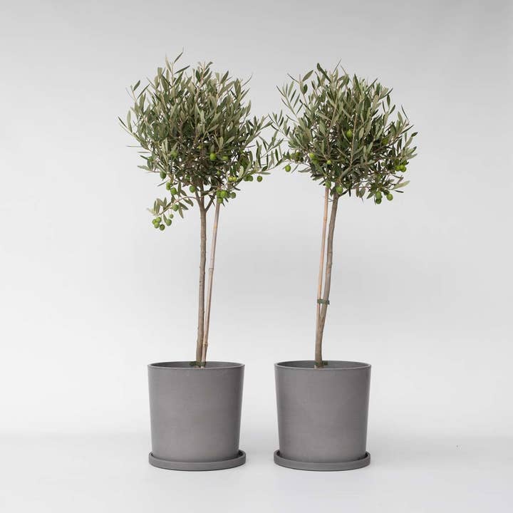 Oasis of Life - Vendita all'ingrosso Piante vive - Albero di ulivo – 2 piante – Olea europaea – Altezza 80–90 cm – Ø19 cm – Vero albero di olivo mediterraneo – Pianta sempreverde e resistente al freddo per giardino, terrazza e balcone1