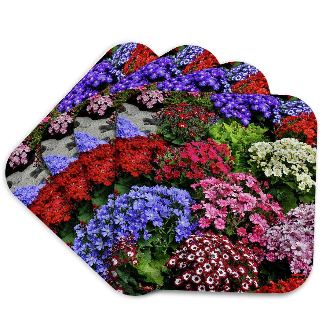 3dRose - Wholesale Coasters - 3dRose, Springtime gardens, Victoria, BC, Canada. Cinerarias in bloom, Coaster7