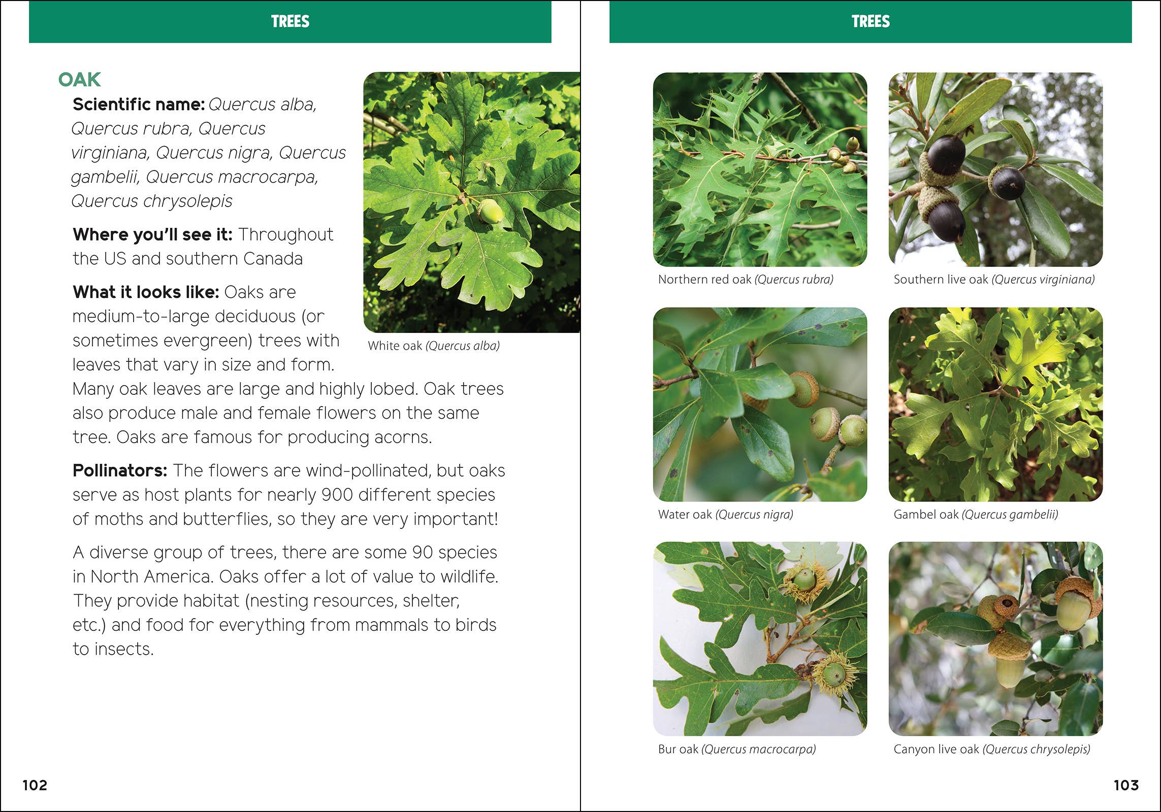 AdventureKEEN - Vente Nature et plein air - Pollinisateurs et plantes indigènes pour les enfants11