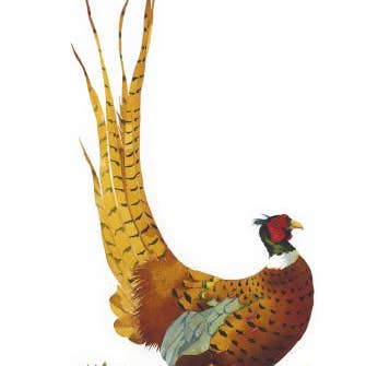 Ruffled Pheasant Limited Edition Print for wholesale by Mary Ann Rogers Gallery