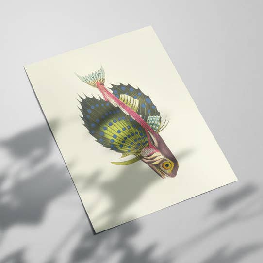 Gurnard für den Großhandel von Botaniqe