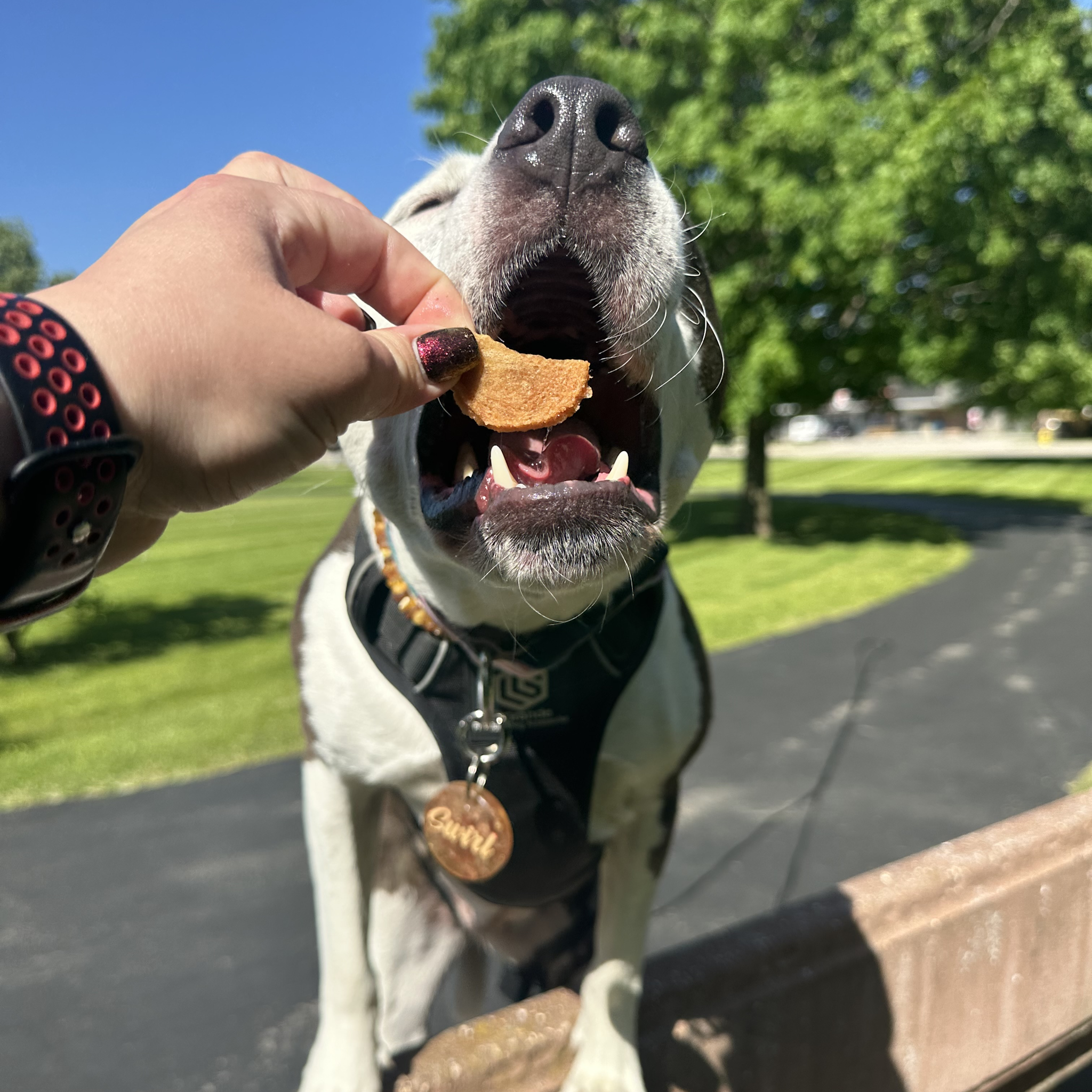 Farm to Pet Healthy Dog Treats - Wholesale Pet Treats - Dog - Bulk Turkey Chips for Dogs (2 lbs)3