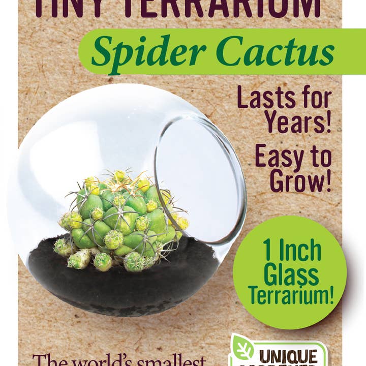Silver Circle Products - Wholesale Retailer Display - Home & Living - Tiny Terrarium Cactus Counter Display with 6 Varieties