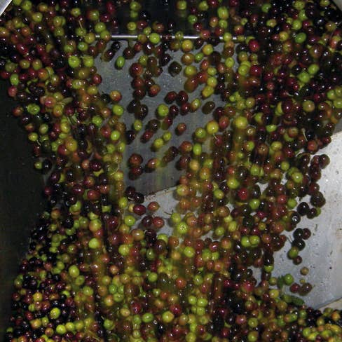 HACIENDA ORTIGOSA - Venta al por mayor Aceite de oliva - Garrafa 2 litros aceite de oliva virgen extra 100% arbequina