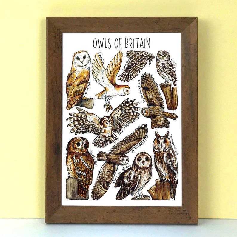 Alexia Claire Ltd – wholesale Postcard – Owls of Britain Art Blank Postcard2