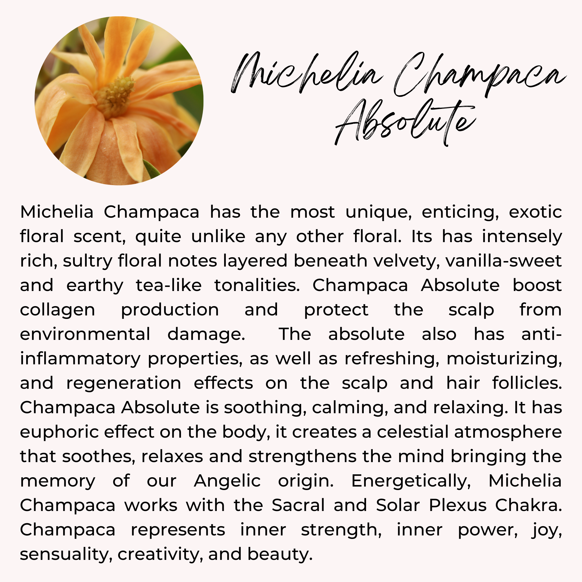 The Sacred Essence - Wholesale Hair Serum - DIVINE - Super Lightweight Full Spectrum Hair Serum22