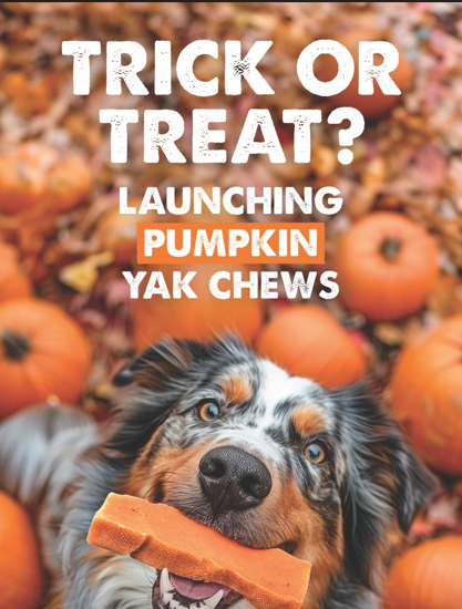 peaksNpaws - Wholesale Pet Treats - Dog - Pumpkin Yak Milk Chews - Large Sized2