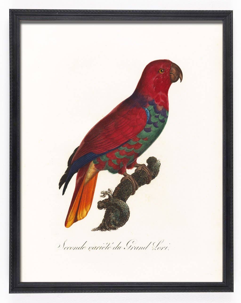 Capricorn Press - Wholesale Gallery wall set - Antique Parrot Print Set - set of 4, 8, or 1210